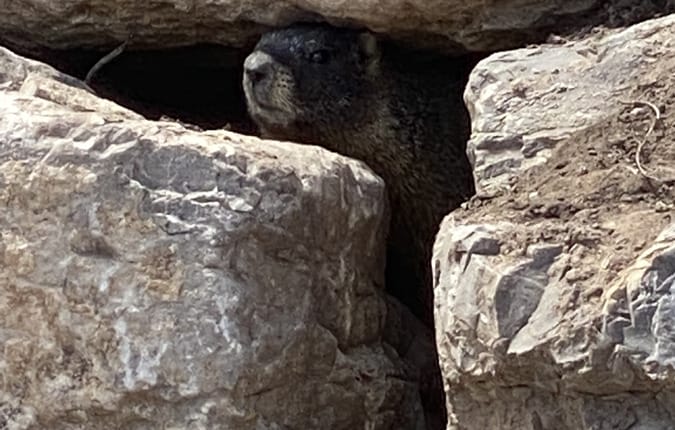 WINDOM_WEST_LOT_5_DURANGO_COLORADO_ASHER_CUSTOM_HOMES_10